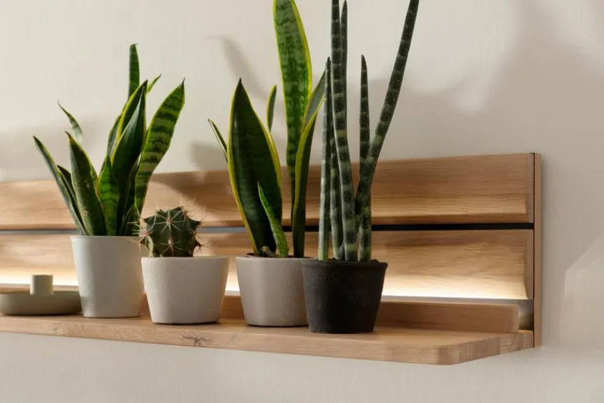 MCA Wandboard Girona